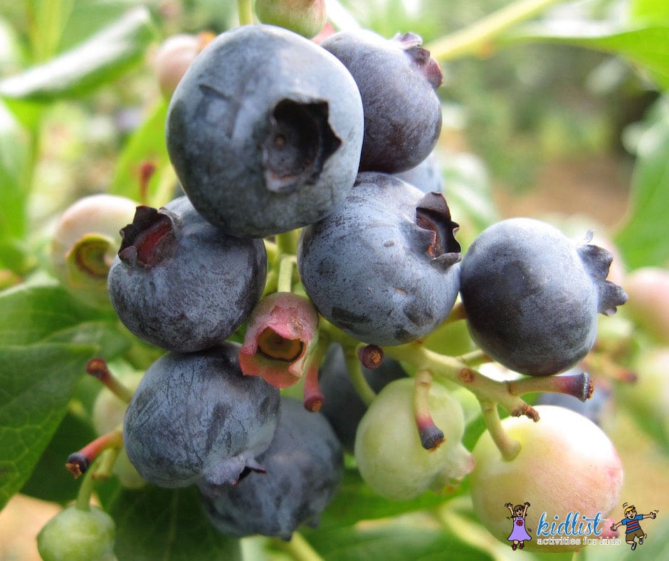 Tips for the Best Blueberry Picking...