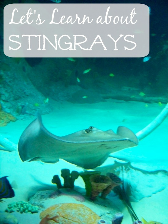 5 Fun Facts about Stingrays